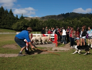 Dog Trial